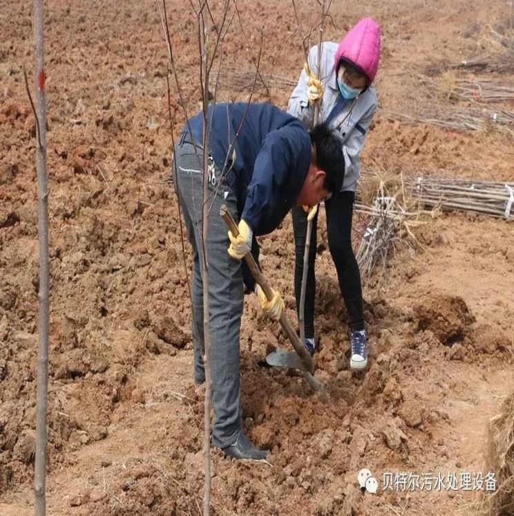 貝特環保開展“積極參加義務植樹，建設美麗貝特環保”活動